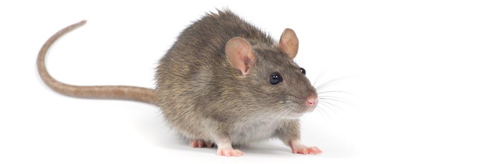 Hvordan blir jeg kvitt mus og rotter i huset eller på hytta? 